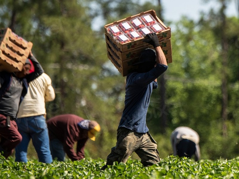 Farm Worker (Landarbeiter)
