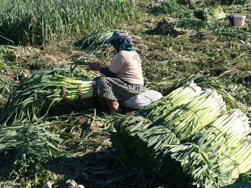 Farm Worker (Vegetables & Animals)