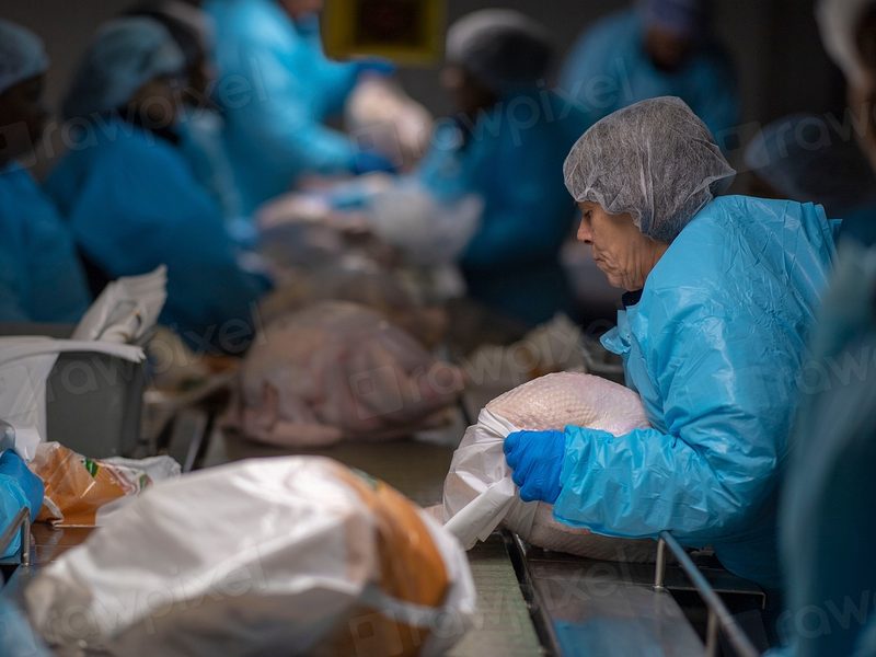 Poultry Factory / Food Processing Worker