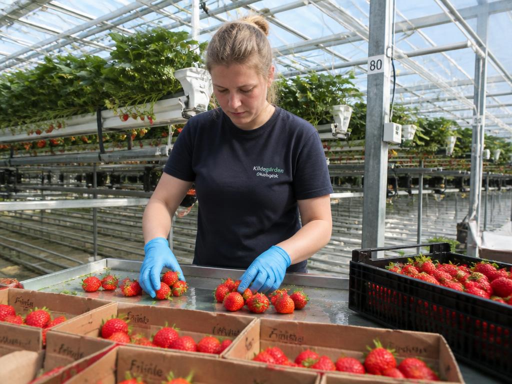 Unskilled Farm Worker (Agriculture)